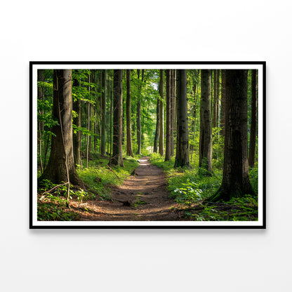 Forest Path through Tall Trees Home Decor Premium Quality Poster Print Choose Your Sizes