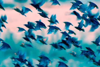 Birds Soaring Through the Sky Home Decor Premium Quality Poster Print Choose Your Sizes