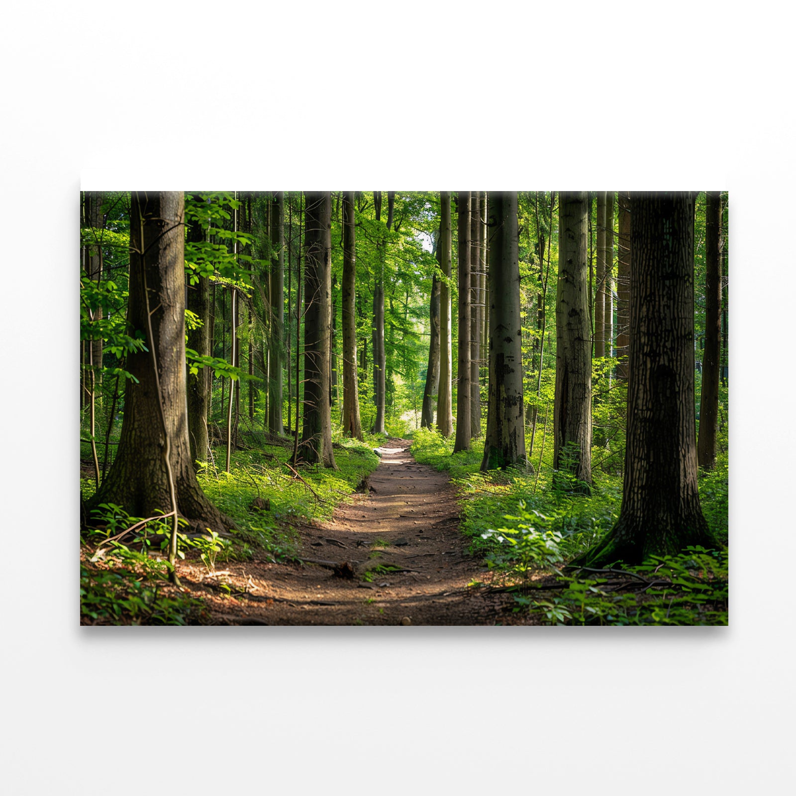 Forest Path through Tall Trees Print 100% Australian Made - Bella Home Decor