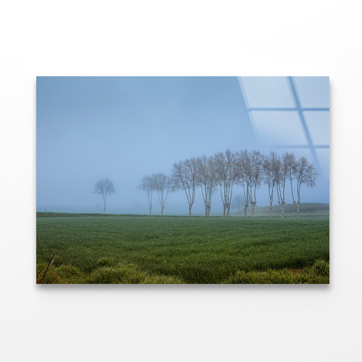 A Grassy Field with Trees, Clear Sky and Some Mist Acrylic Glass Print Tempered Glass Wall Art 100% Made in Australia Ready to Hang