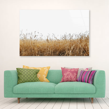 A Field Of Tall Grass under a Sky in winter Acrylic Glass Print Tempered Glass Wall Art 100% Made in Australia Ready to Hang