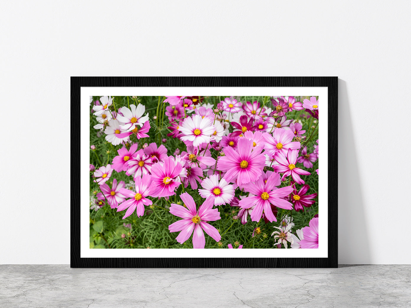 Cosmos Flowers In Green Meadow Glass Framed Wall Art, Ready to Hang Quality Print With White Border Black