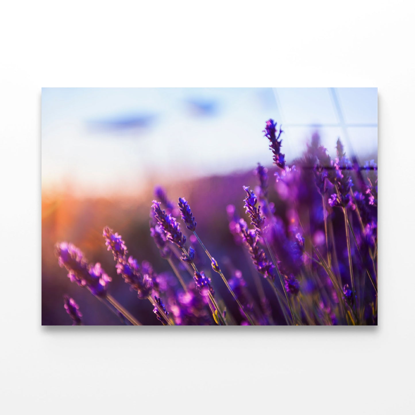 Lavender Flowers at Sunset Acrylic Glass Print Tempered Glass Wall Art 100% Made in Australia Ready to Hang