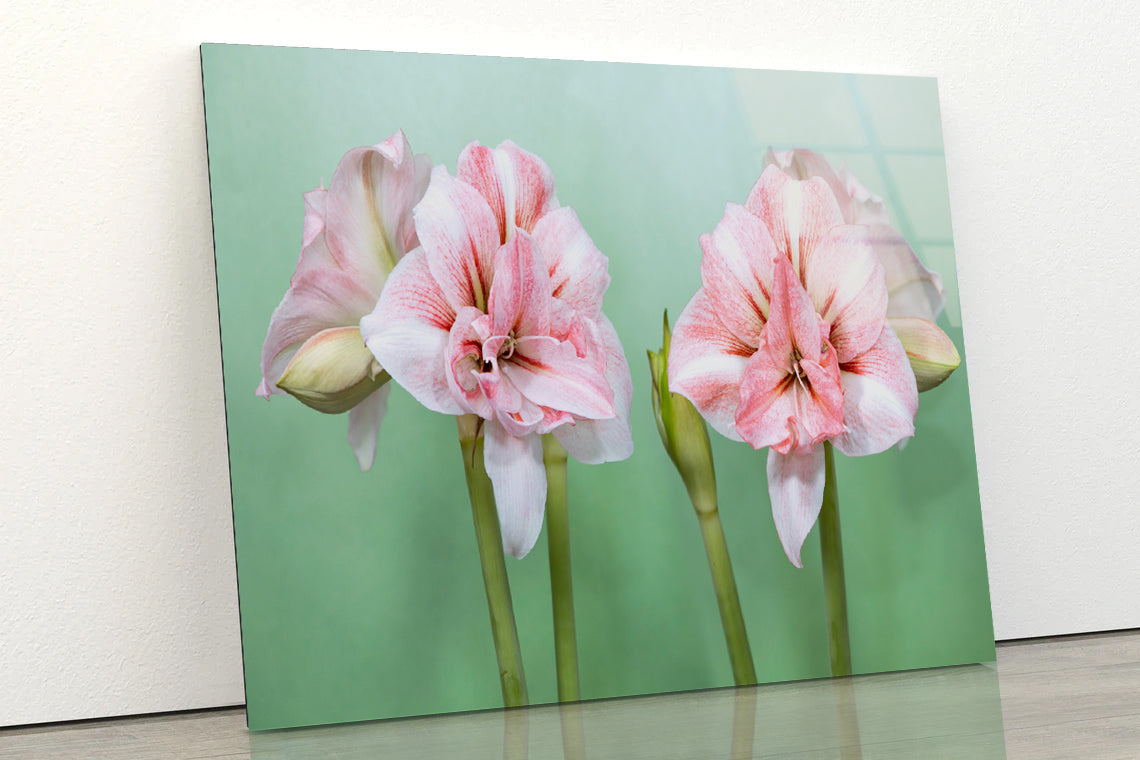 View of a Group of Pink Flowers Acrylic Glass Print Tempered Glass Wall Art 100% Made in Australia Ready to Hang