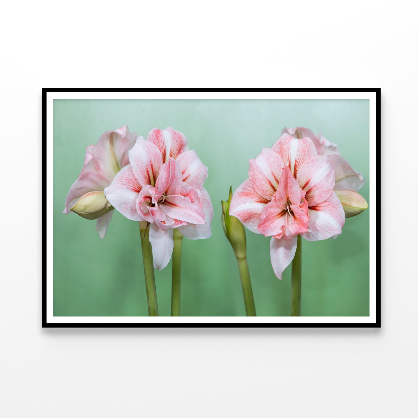 View of a Group of Pink Flowers Home Decor Premium Quality Poster Print Choose Your Sizes