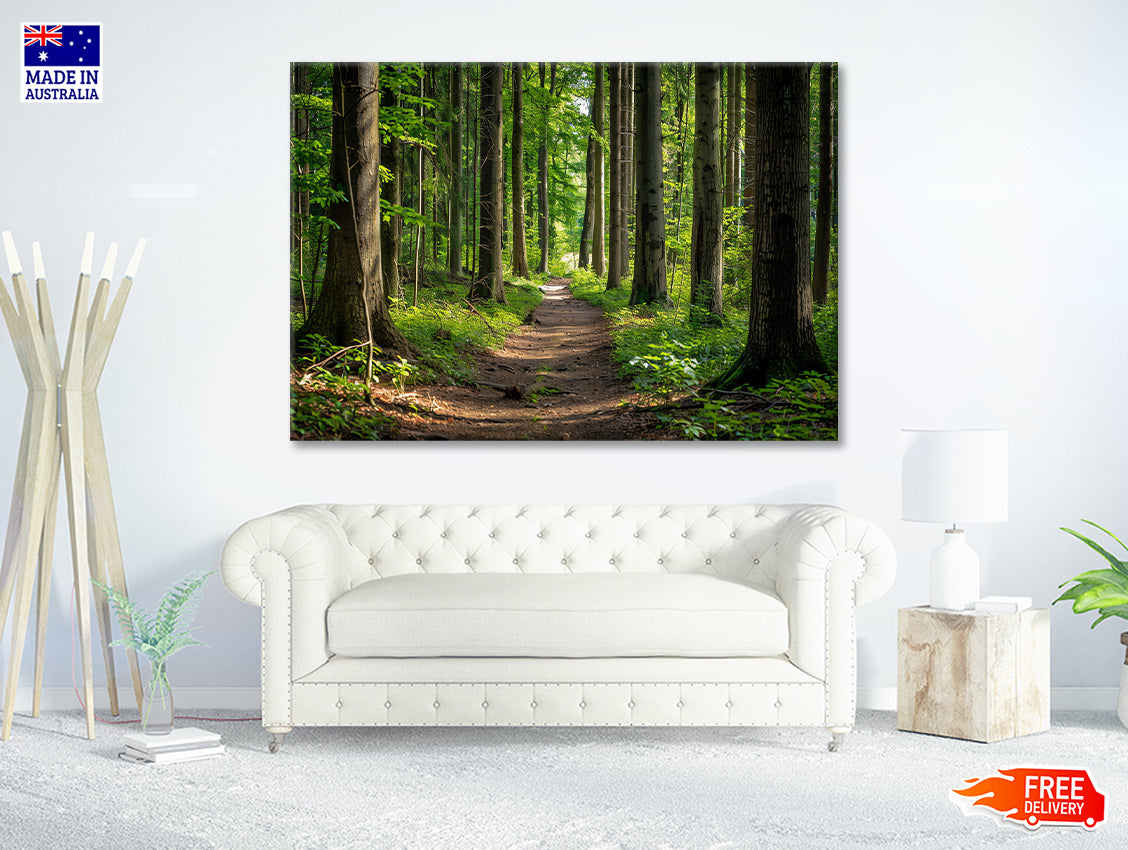 Forest Path through Tall Trees Print 100% Australian Made - Bella Home Decor