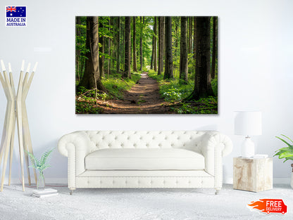 Forest Path through Tall Trees Print 100% Australian Made - Bella Home Decor