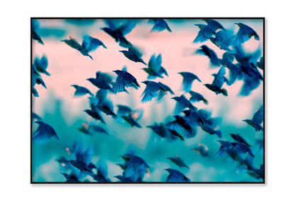 Birds Soaring Through the Sky Home Decor Premium Quality Poster Print Choose Your Sizes