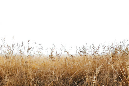 A Field Of Tall Grass under a Sky in winter Home Decor Premium Quality Poster Print Choose Your Sizes