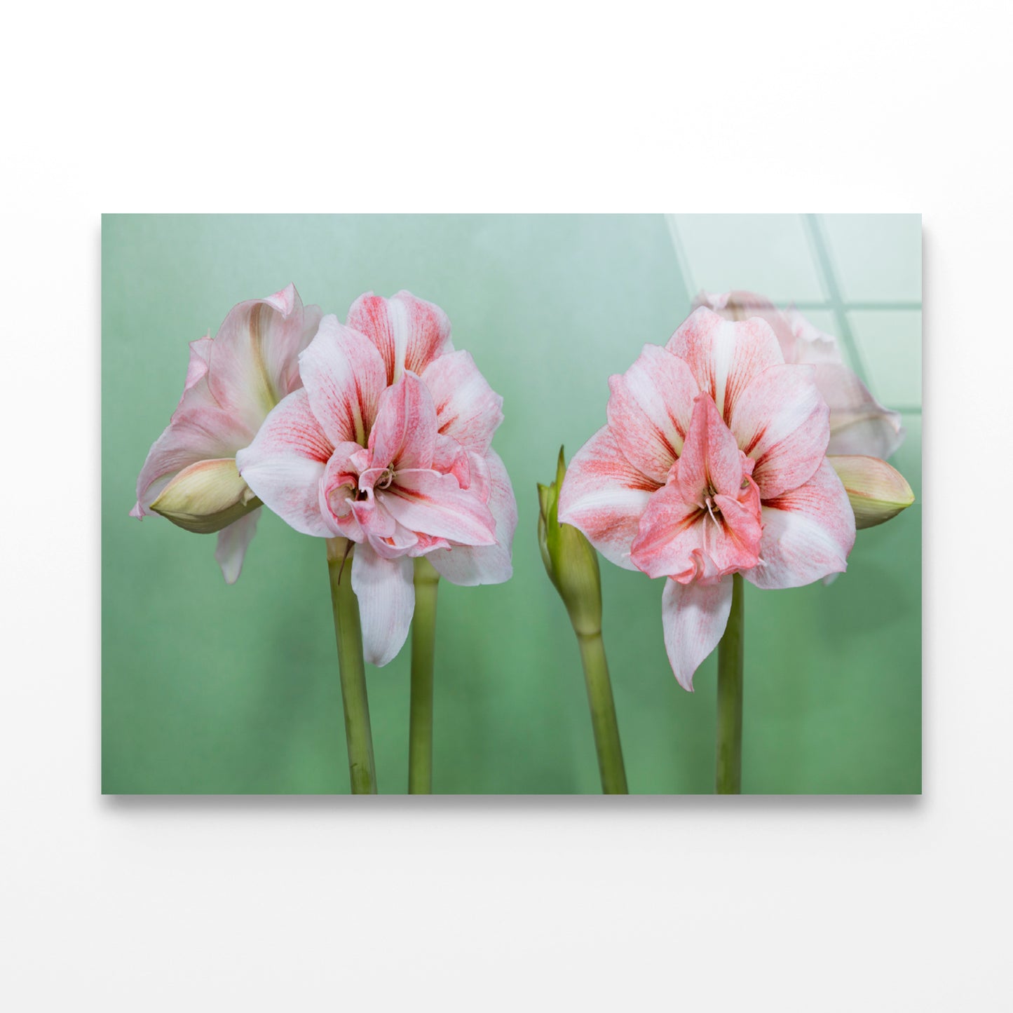 View of a Group of Pink Flowers Acrylic Glass Print Tempered Glass Wall Art 100% Made in Australia Ready to Hang