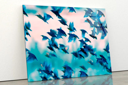 Birds Soaring Through the Sky Acrylic Glass Print Tempered Glass Wall Art 100% Made in Australia Ready to Hang