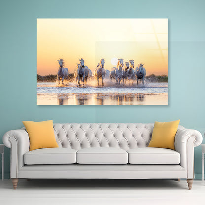 Herd Of Horses Running on Water Acrylic Glass Print Tempered Glass Wall Art 100% Made in Australia Ready to Hang