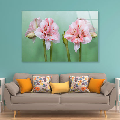 View of a Group of Pink Flowers Acrylic Glass Print Tempered Glass Wall Art 100% Made in Australia Ready to Hang