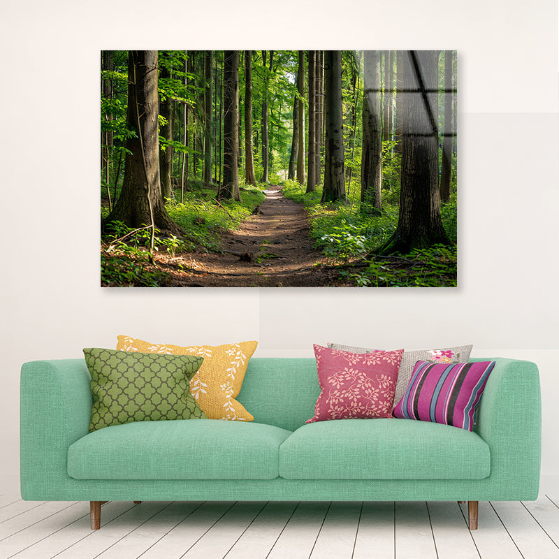 Forest Path through Tall Trees Acrylic Glass Print Tempered Glass Wall Art 100% Made in Australia Ready to Hang - Bella Home Decor