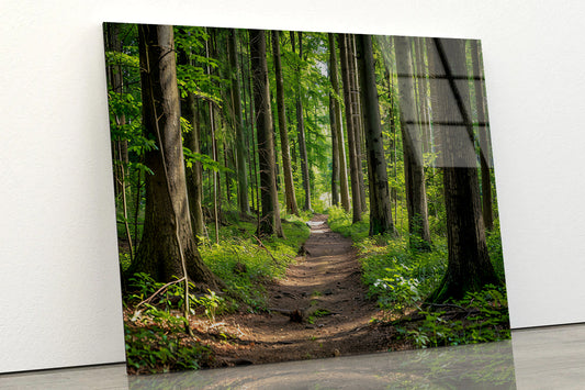 Forest Path through Tall Trees Acrylic Glass Print Tempered Glass Wall Art 100% Made in Australia Ready to Hang - Bella Home Decor
