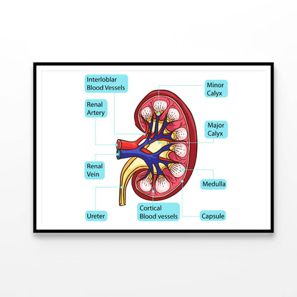 Inside Human Kidney Diagram Home Decor Premium Quality Poster Print Choose Your Sizes