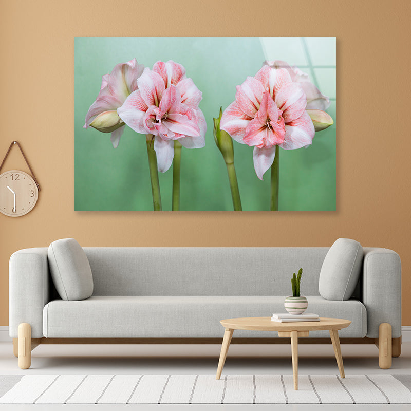 View of a Group of Pink Flowers Acrylic Glass Print Tempered Glass Wall Art 100% Made in Australia Ready to Hang