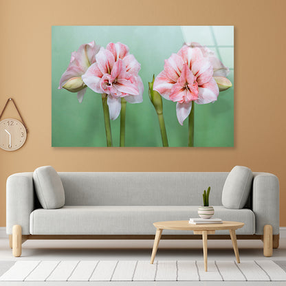 View of a Group of Pink Flowers Acrylic Glass Print Tempered Glass Wall Art 100% Made in Australia Ready to Hang