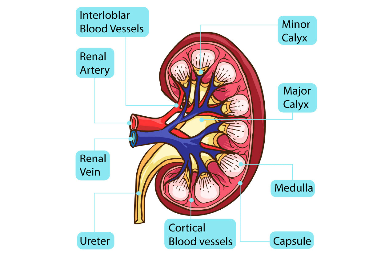 Inside Human Kidney Diagram Home Decor Premium Quality Poster Print Choose Your Sizes