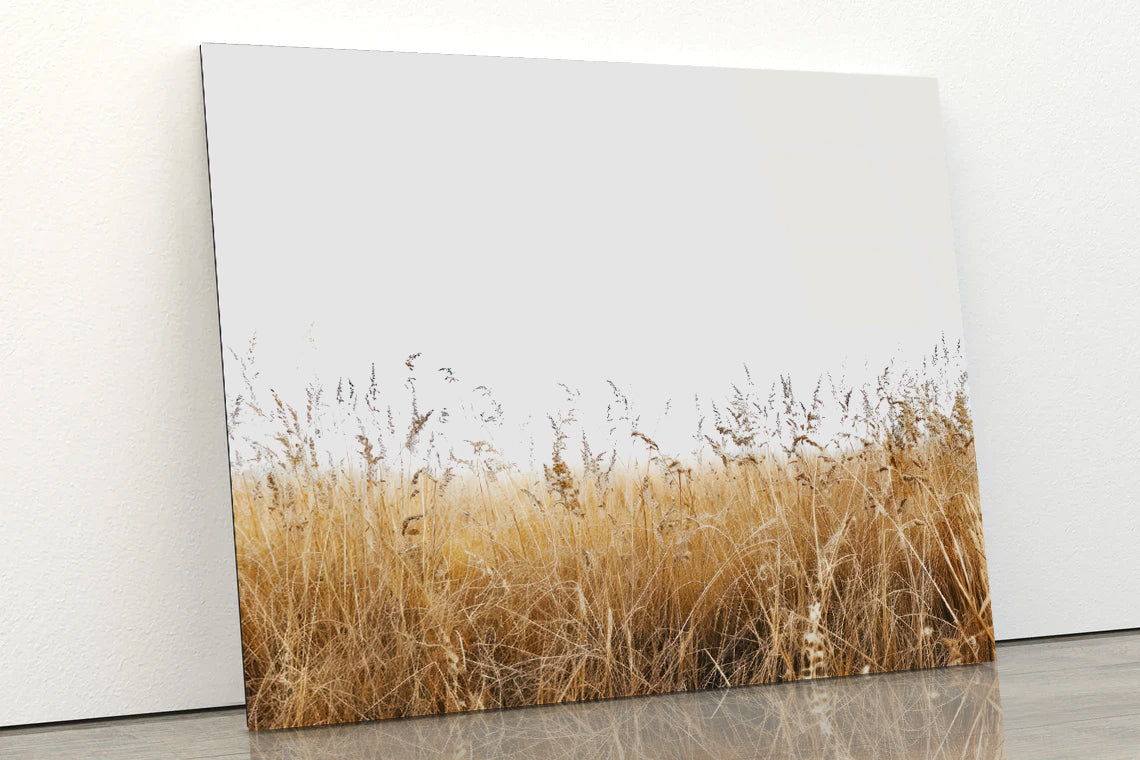 A Field Of Tall Grass under a Sky in winter Acrylic Glass Print Tempered Glass Wall Art 100% Made in Australia Ready to Hang