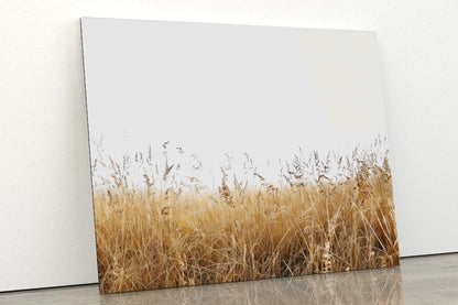 A Field Of Tall Grass under a Sky in winter Acrylic Glass Print Tempered Glass Wall Art 100% Made in Australia Ready to Hang