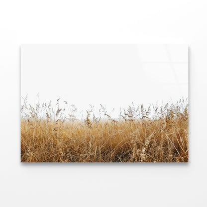 A Field Of Tall Grass under a Sky in winter Acrylic Glass Print Tempered Glass Wall Art 100% Made in Australia Ready to Hang