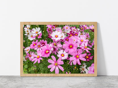 Cosmos Flowers In Green Meadow Glass Framed Wall Art, Ready to Hang Quality Print Without White Border Oak