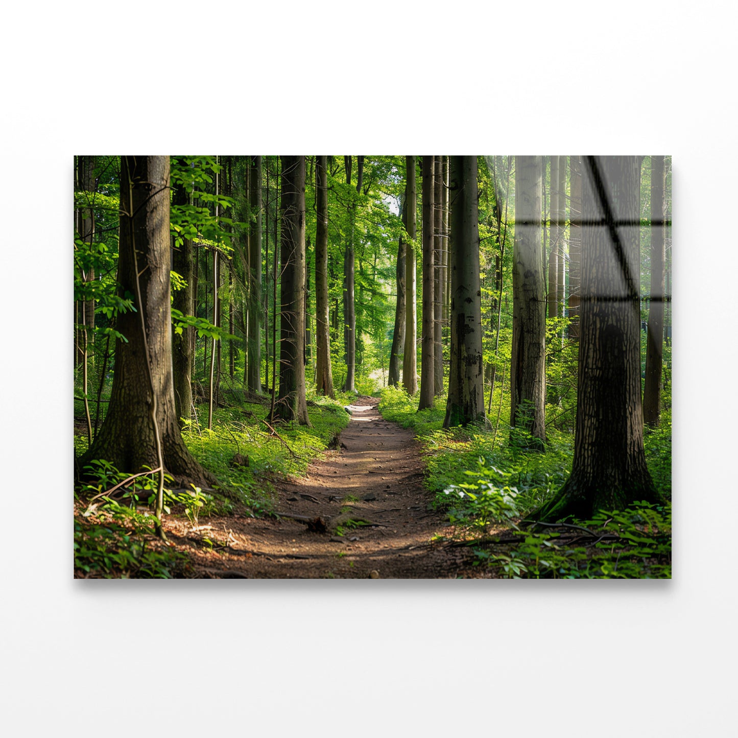 Forest Path through Tall Trees Acrylic Glass Print Tempered Glass Wall Art 100% Made in Australia Ready to Hang - Bella Home Decor