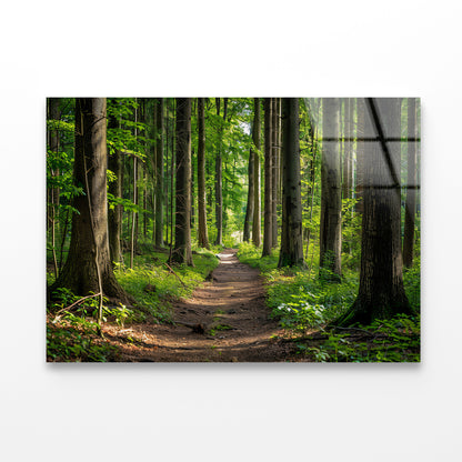Forest Path through Tall Trees Acrylic Glass Print Tempered Glass Wall Art 100% Made in Australia Ready to Hang - Bella Home Decor