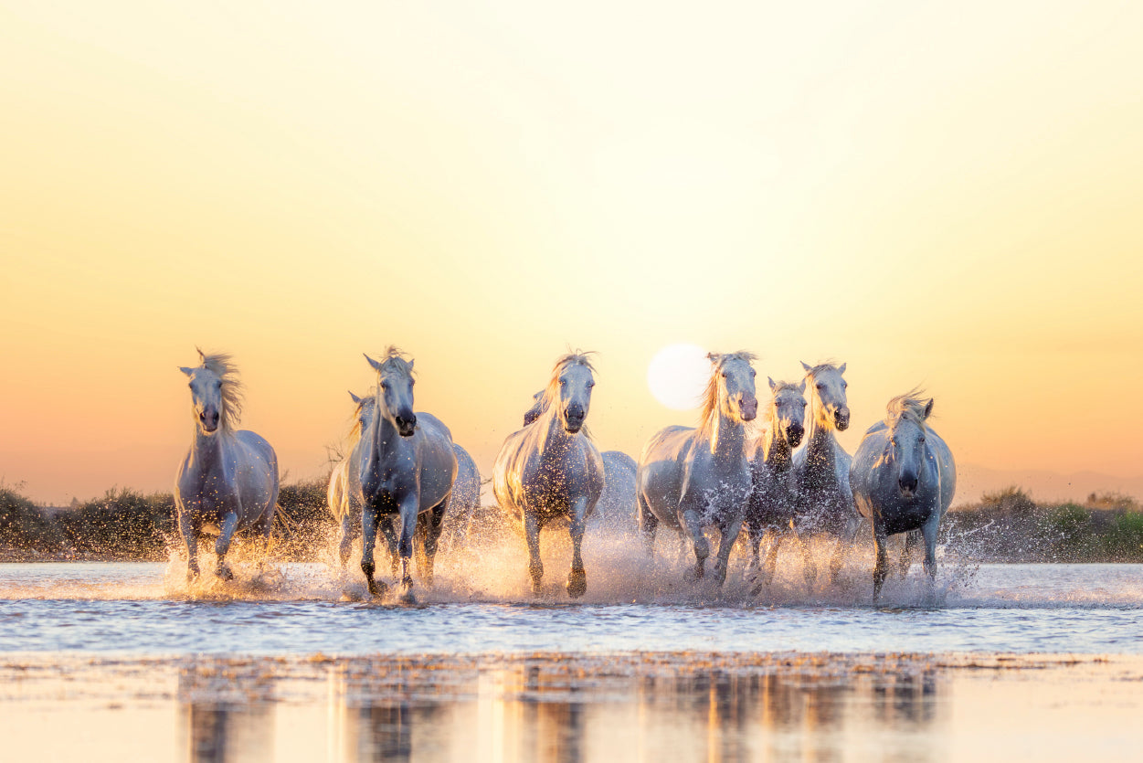 Herd Of Horses Running on Water Home Decor Premium Quality Poster Print Choose Your Sizes