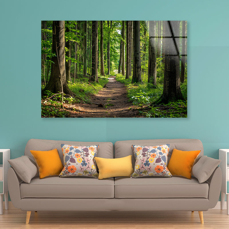 Forest Path through Tall Trees Acrylic Glass Print Tempered Glass Wall Art 100% Made in Australia Ready to Hang - Bella Home Decor