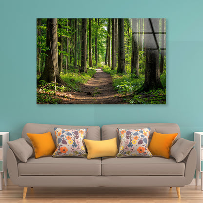 Forest Path through Tall Trees Acrylic Glass Print Tempered Glass Wall Art 100% Made in Australia Ready to Hang - Bella Home Decor