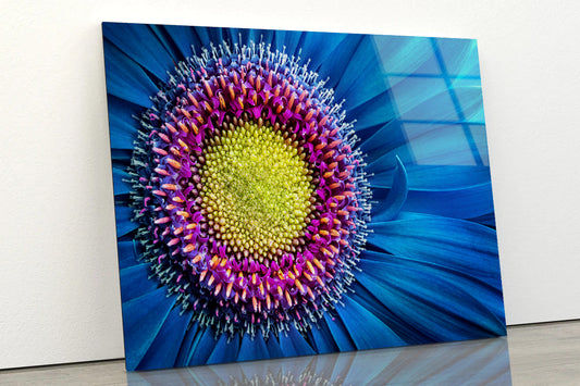 Gerbera Flower Close Up View Acrylic Glass Print Tempered Glass Wall Art 100% Made in Australia Ready to Hang