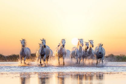 Herd Of Horses Running on Water Print 100% Australian Made