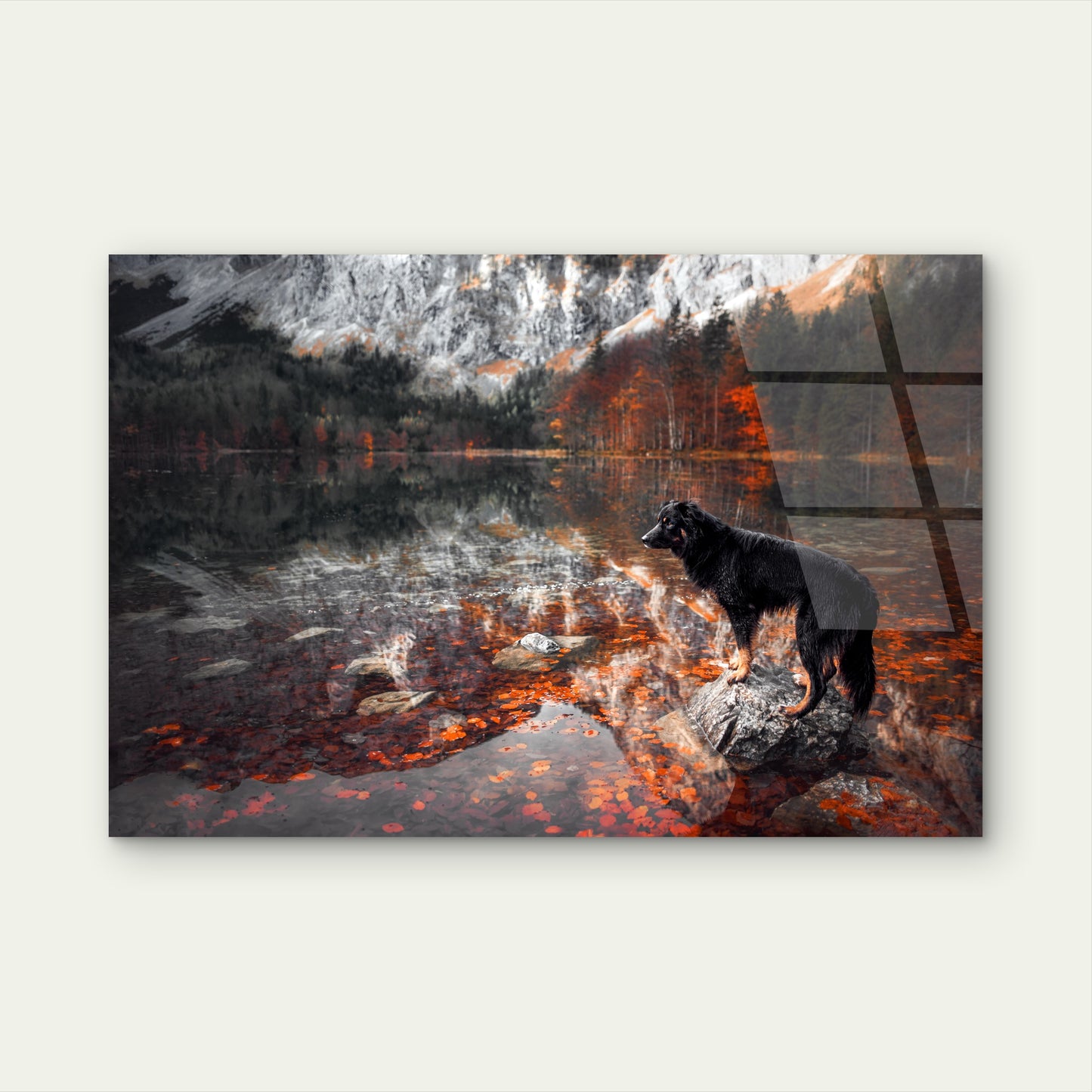 Black Australian Shepherd Dog Standing on Rock in Autumn Lake Acrylic Glass Printing Wall Art Australian Made Quality