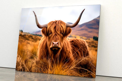 Highland Cow with Horns & Mountain View Acrylic Glass Print Tempered Glass Wall Art 100% Made in Australia Ready to Hang - Bella Home Decor