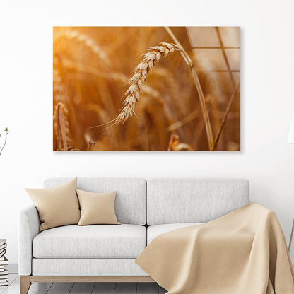 Golden Ripe Wheat Acrylic Glass Print Tempered Glass Wall Art 100% Made in Australia Ready to Hang