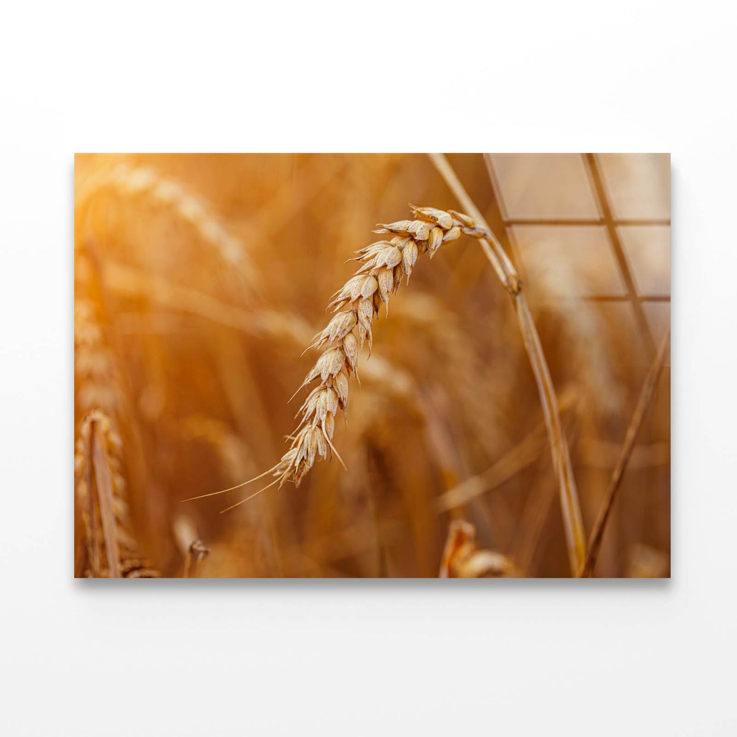 Golden Ripe Wheat Acrylic Glass Print Tempered Glass Wall Art 100% Made in Australia Ready to Hang