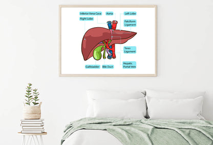 Human Liver Gallbladder Diagram Home Decor Premium Quality Poster Print Choose Your Sizes