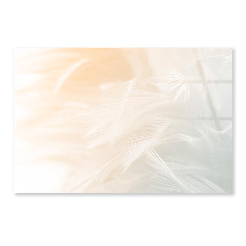 Beautiful White Feather Acrylic Glass Print Tempered Glass Wall Art 100% Made in Australia Ready to Hang