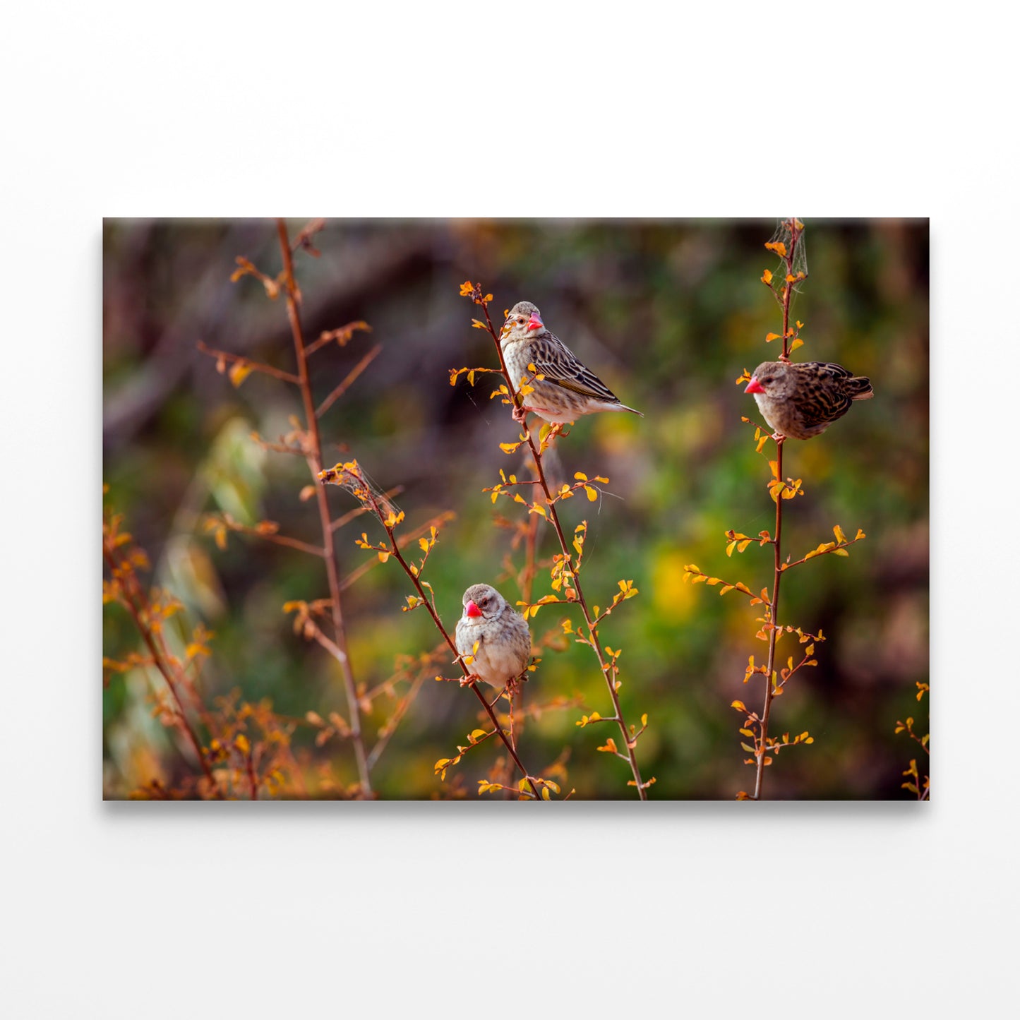 Red-billed Queleas in Kruger Park  Wall Art Decor 100% Australian Made - Bella Home Decor