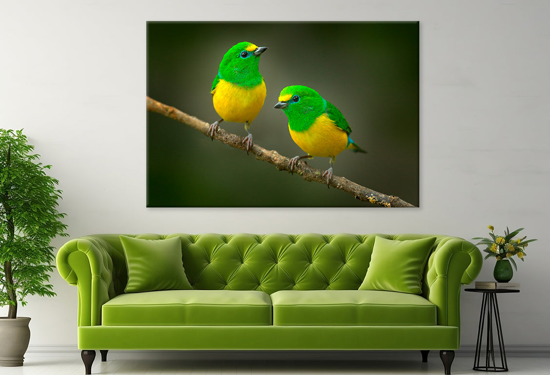Blue-Naped Tanagers on Branch Wall Art Decor 100% Australian Made - Bella Home Decor