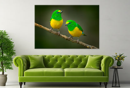 Blue-Naped Tanagers on Branch Wall Art Decor 100% Australian Made - Bella Home Decor