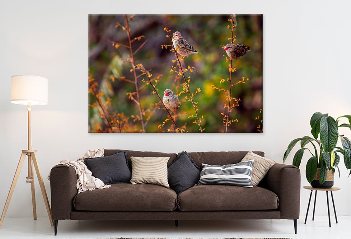 Red-billed Queleas in Kruger Park  Wall Art Decor 100% Australian Made - Bella Home Decor