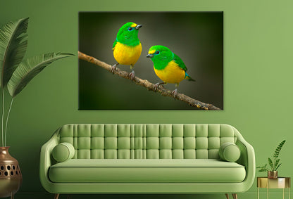 Blue-Naped Tanagers on Branch Wall Art Decor 100% Australian Made - Bella Home Decor
