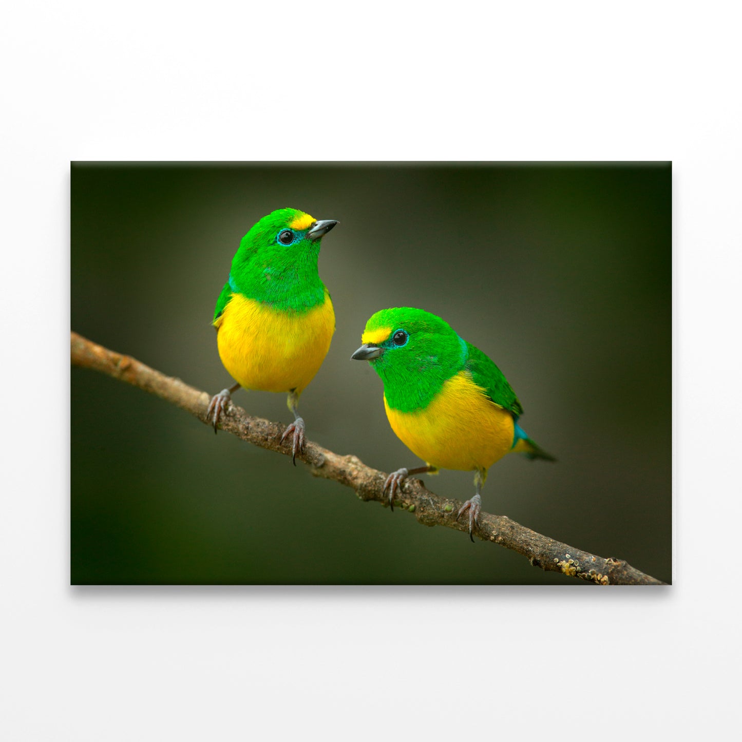 Blue-Naped Tanagers on Branch Wall Art Decor 100% Australian Made - Bella Home Decor