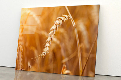 Golden Ripe Wheat Acrylic Glass Print Tempered Glass Wall Art 100% Made in Australia Ready to Hang