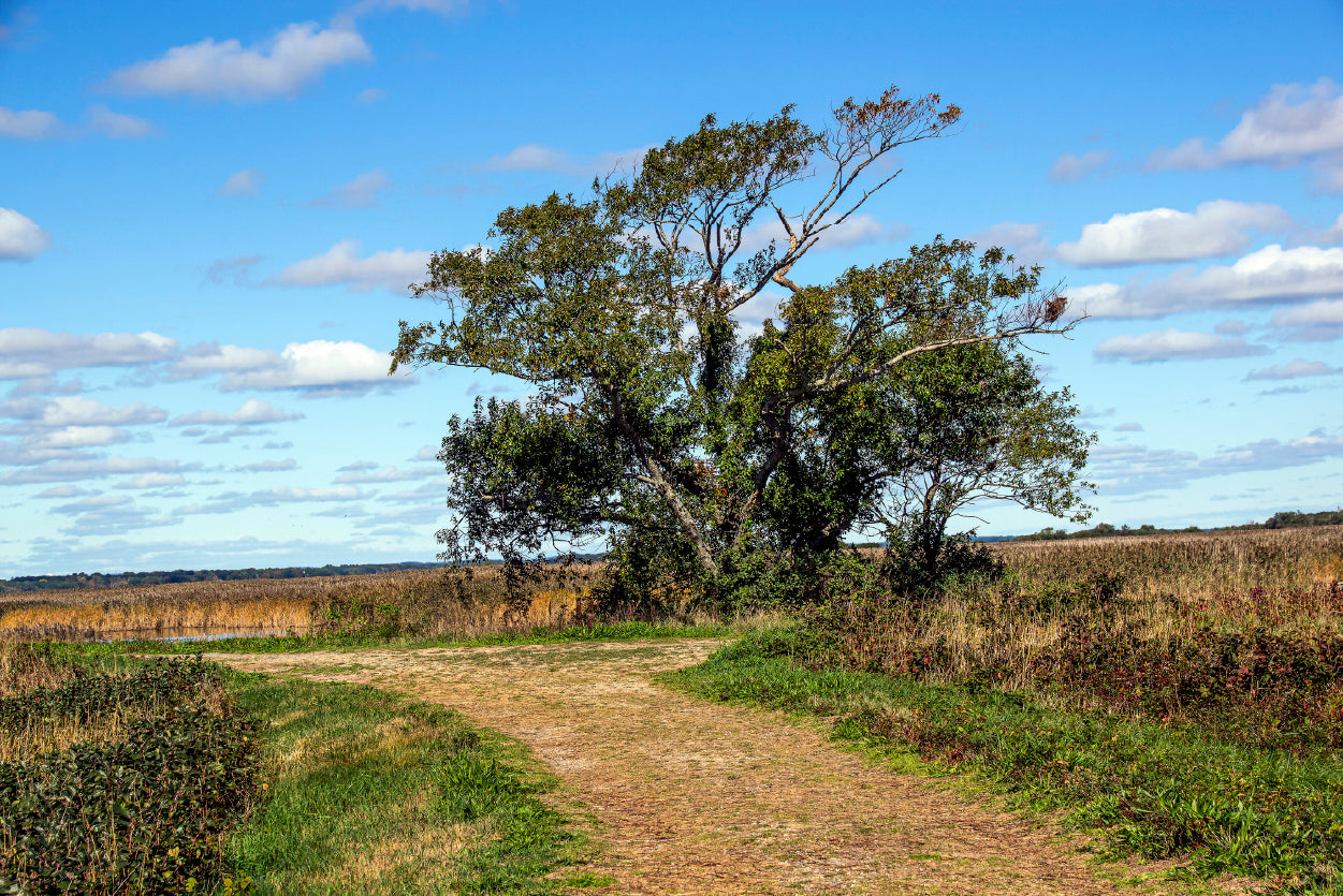 A Tree in the Vast Of Parker River Home Decor Premium Quality Poster Print Choose Your Sizes