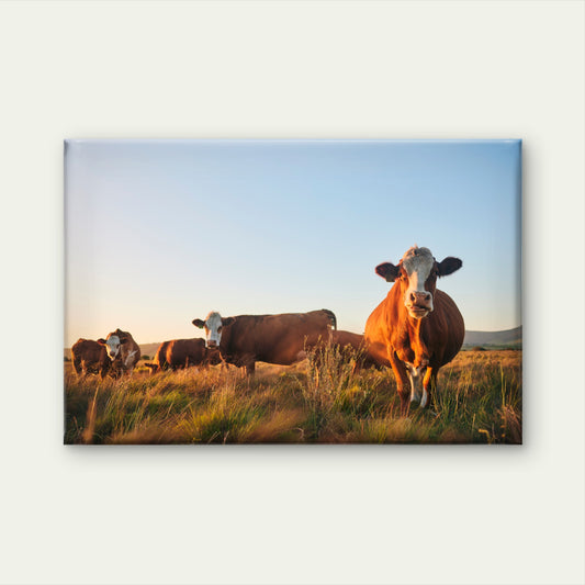 Hereford Cattle South Africa Wall Art Decor 100% Australian Made