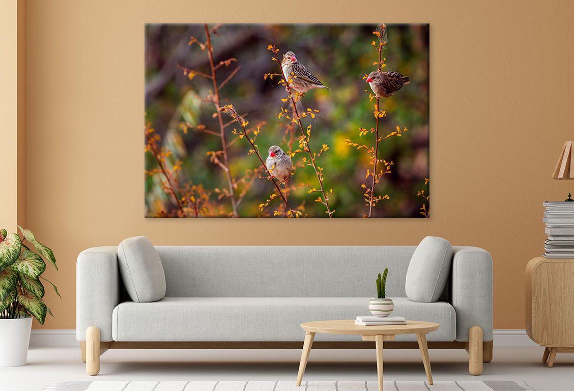 Red-billed Queleas in Kruger Park  Wall Art Decor 100% Australian Made - Bella Home Decor